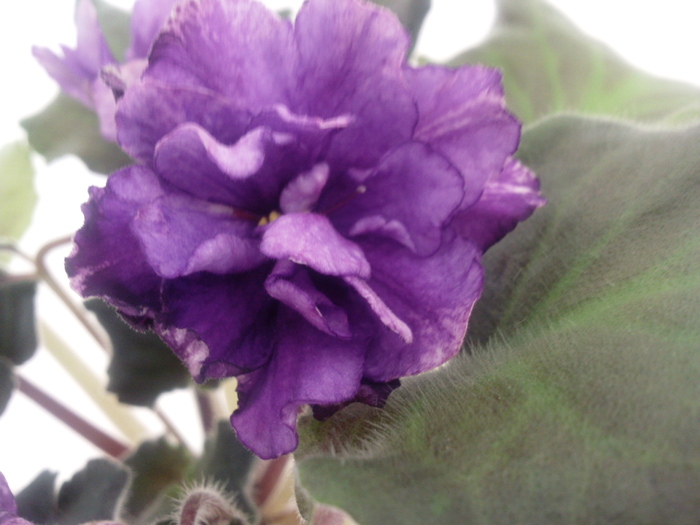 Photo3524 - VIOLETE AFRICANE saintpaulia  2010-2011                                                             
