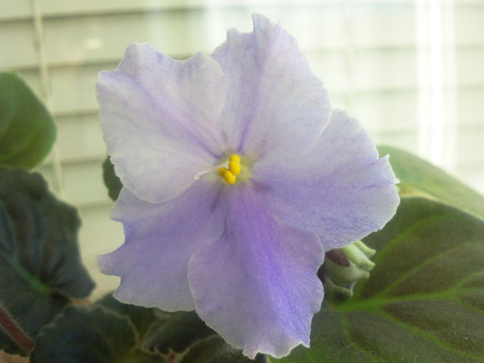 Photo3520 - VIOLETE AFRICANE saintpaulia  2010-2011                                                             