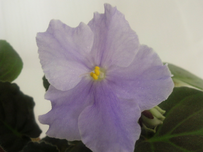 Photo3519 - VIOLETE AFRICANE saintpaulia  2010-2011                                                             