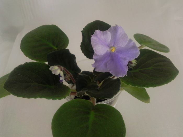 Photo3518 - VIOLETE AFRICANE saintpaulia  2010-2011                                                             
