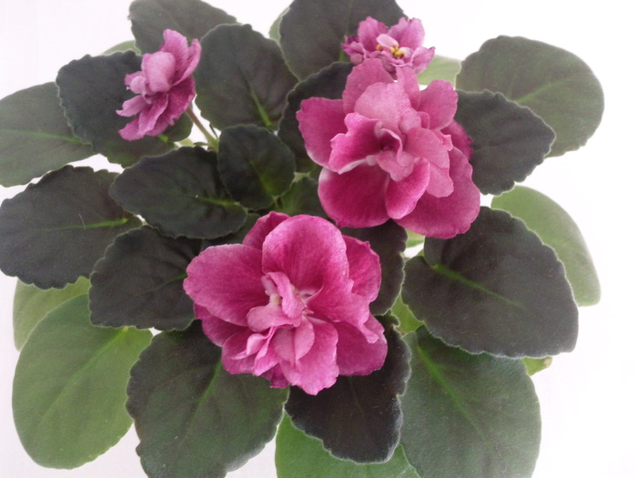 Photo3516 - VIOLETE AFRICANE saintpaulia  2010-2011                                                             