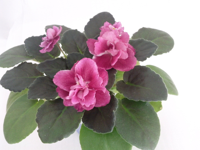 Photo3515 - VIOLETE AFRICANE saintpaulia  2010-2011                                                             