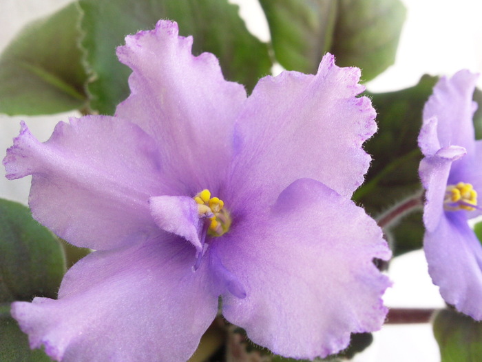 Photo3501 - VIOLETE AFRICANE saintpaulia  2010-2011                                                             
