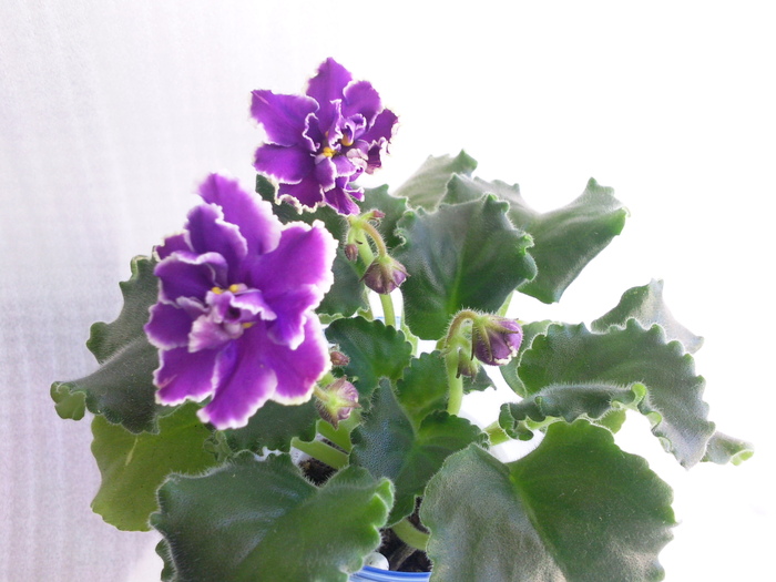 Photo3481 - VIOLETE AFRICANE saintpaulia  2010-2011                                                             