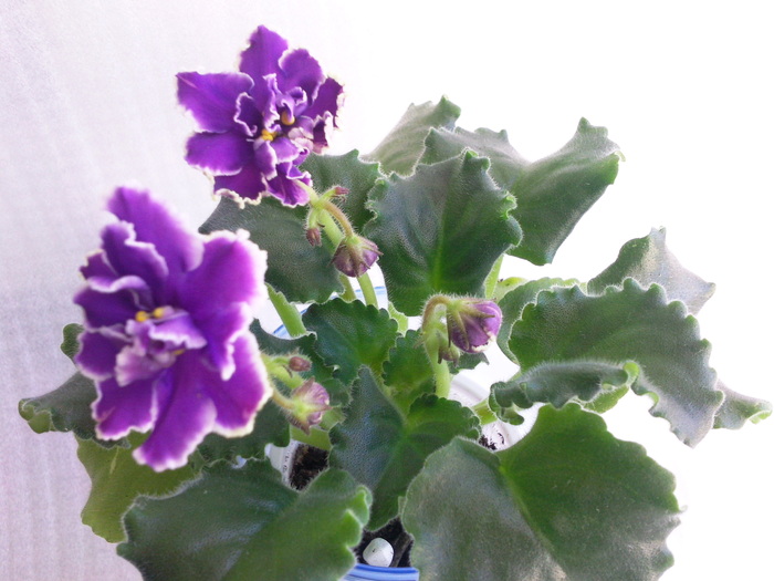 Photo3480 - VIOLETE AFRICANE saintpaulia  2010-2011                                                             