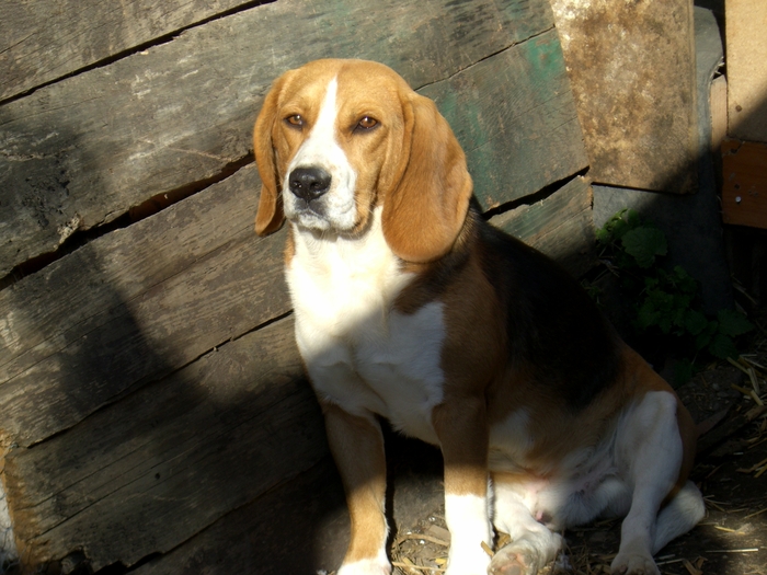 CIMG1108 - BEAGLE TRICOLOR