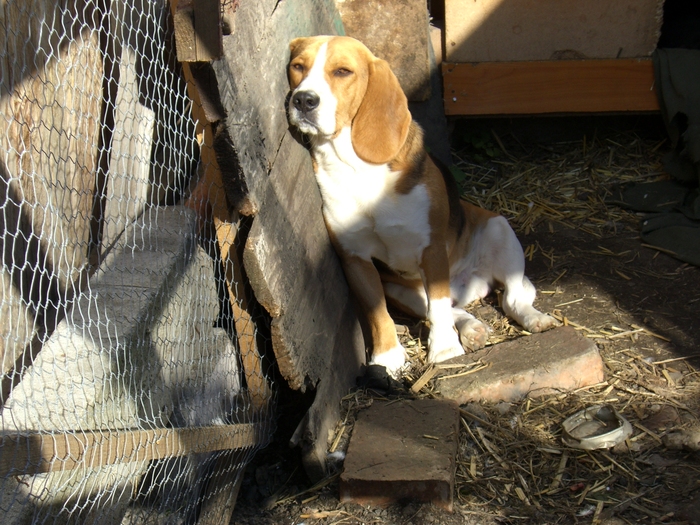 CIMG1105 - BEAGLE TRICOLOR