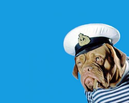 Caini_1280_Wallpapers_Poze_Catei_Dogs_Wallpapers