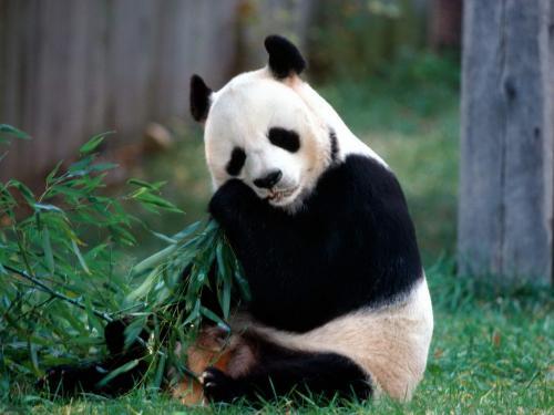 Imagini_Animale_Ursi_Panda_Wallpaper_Ursul_Panda