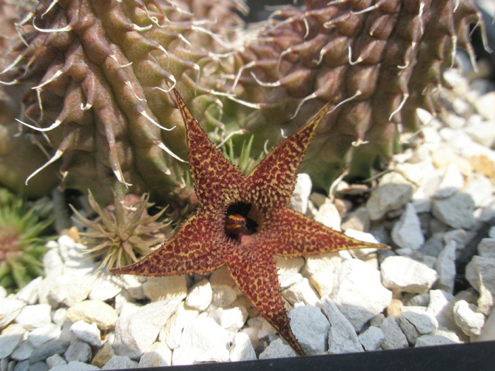 Huernia pillansii; Colectia Andre
