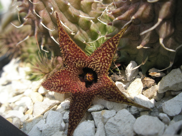 Huernia pillansii; Colectia Andre
