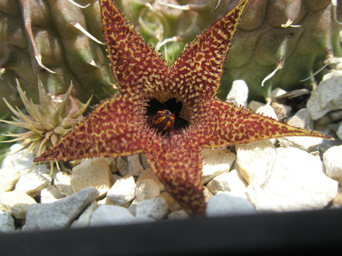 Huernia pillansii - floare; Colectia Andre
