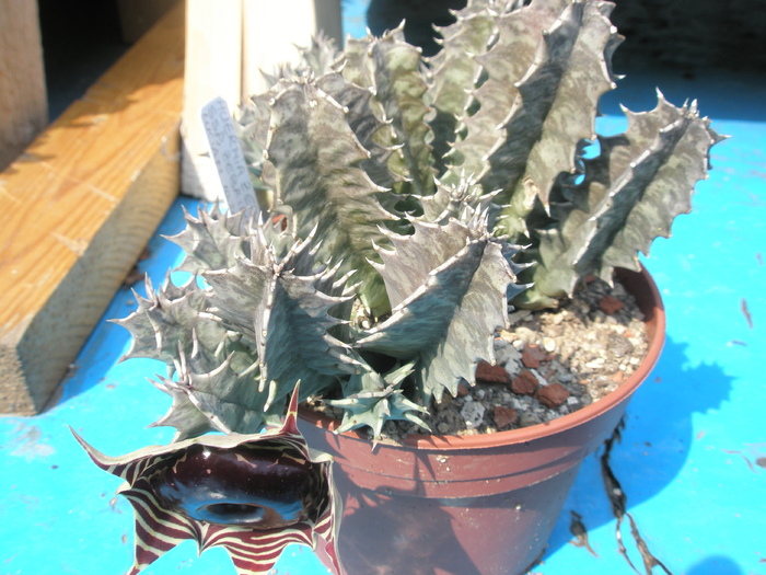 Huernia zebrina ssp. zebrina - zebrina ssp zebrina