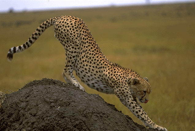 TMFRSIAERJNUQCHRXVD[2] - Feline salbatice