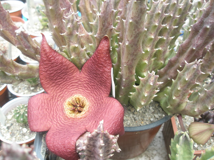 Stapelia comparabilis; Colectia Andre
