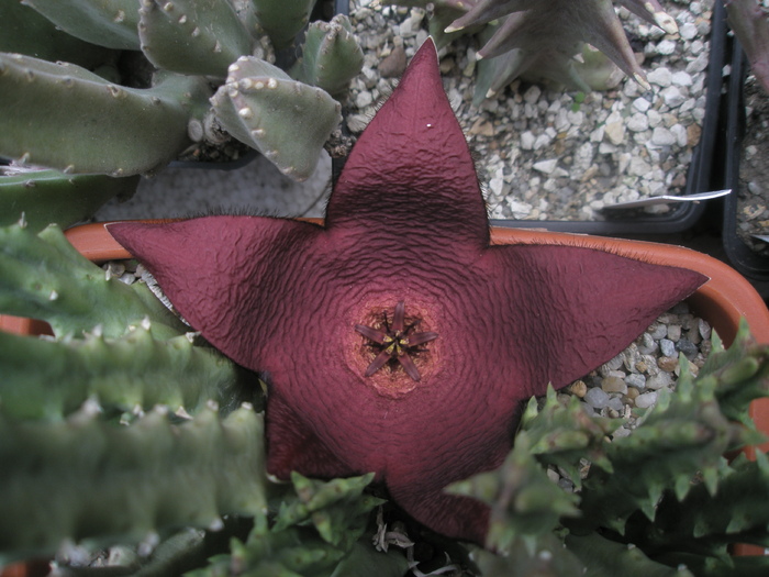 Stapelia comparabilis - comparabilis