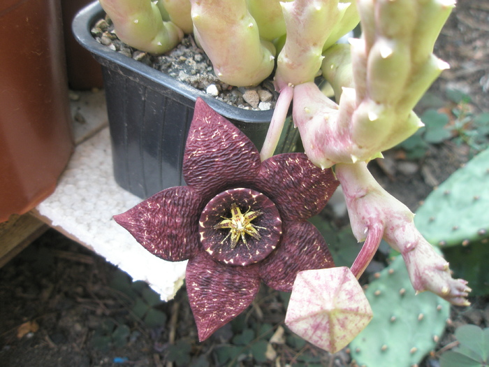 Stapelia varieagata - variegata