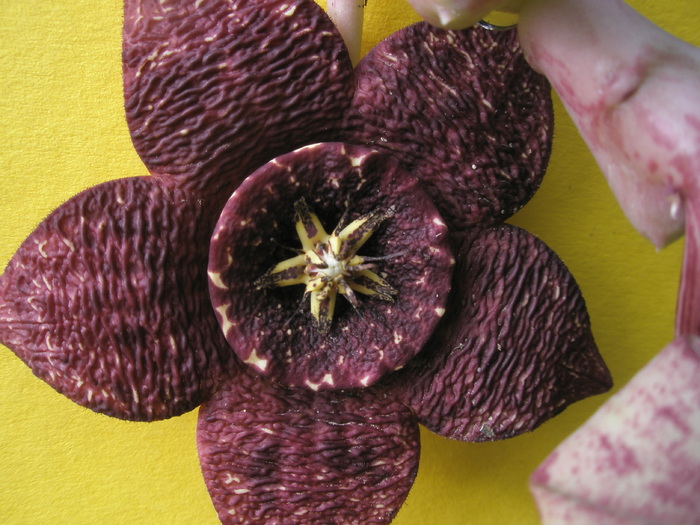 Stapelia variegata; Colectia Andre
