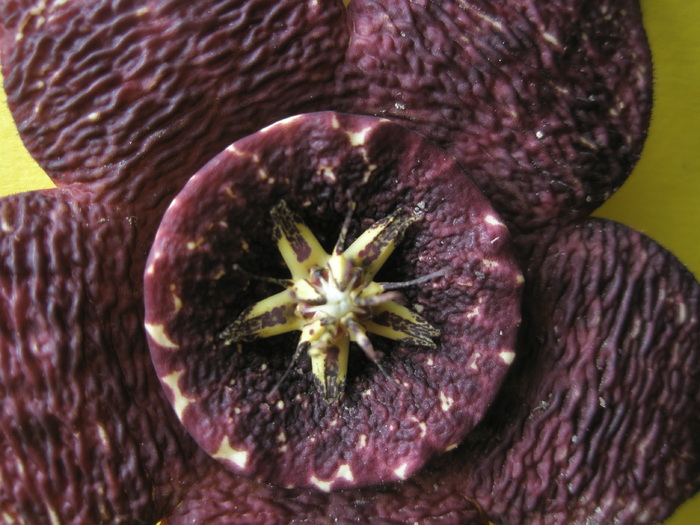 Stapelia variegata - centrul florii; Colectia Andre
