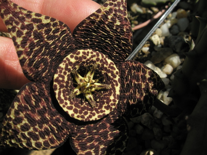 Stapelia variegata - floare - variegata