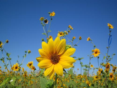 Peisaje de Vara Floarea Soarelui Imagini Varatice - Natura