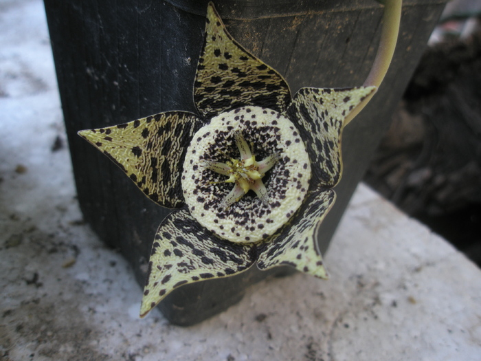 Stapelia variegata; Colectia Andre
