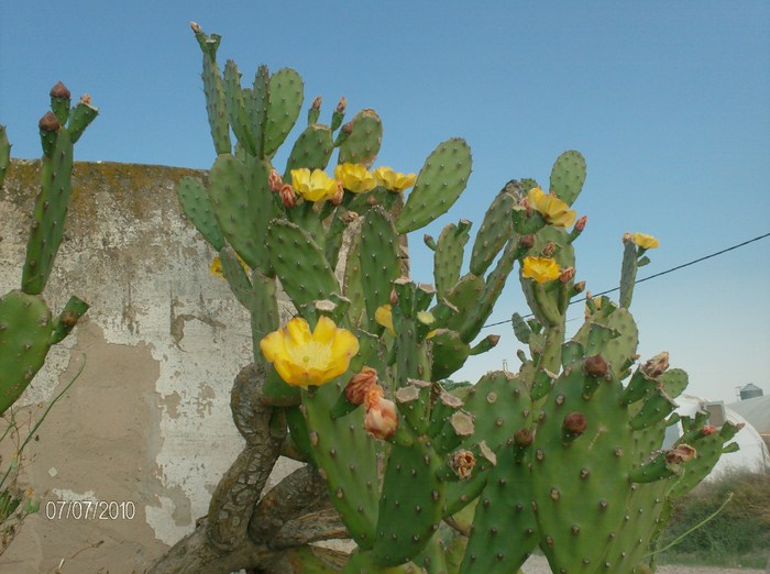 cactus - ieri azi maine