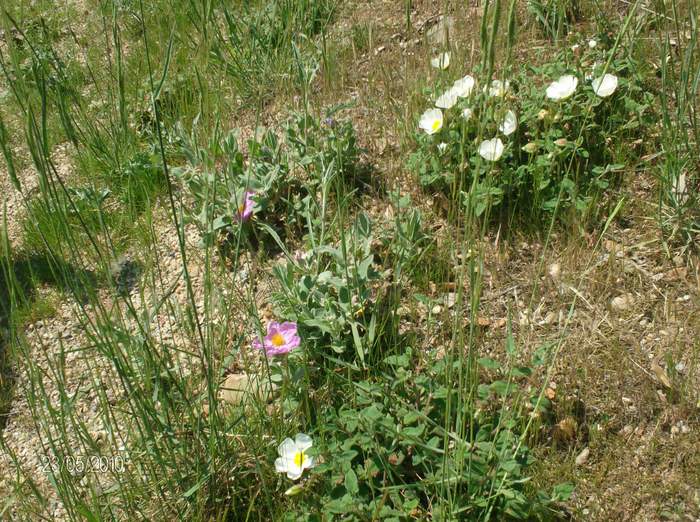 floricele; pipaona de occon, spania
