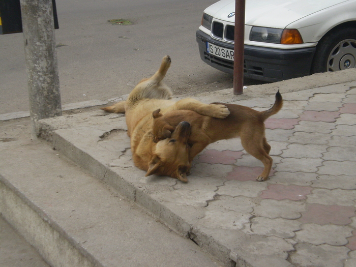 Ne jucam ! - Catzei