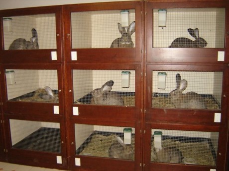 ketrecsor-iepuri in custi etajate - 8-Barcsa Laszlo campionul ungariei