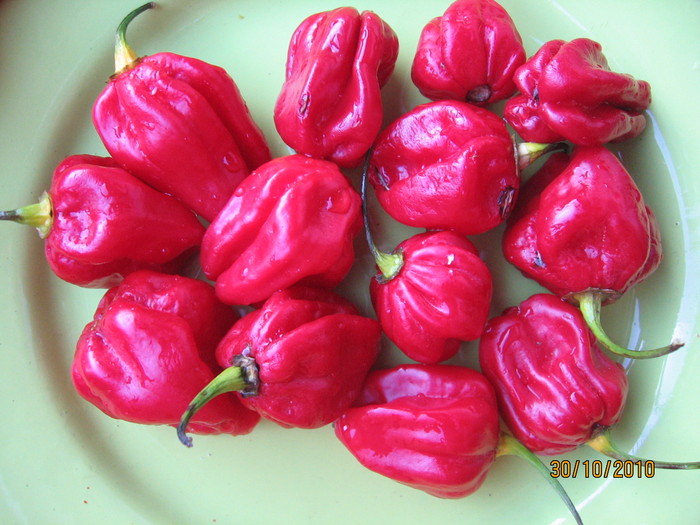 scotch bonnet