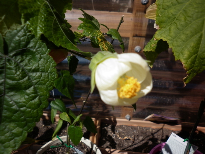 White Abutilon - ABUTILON