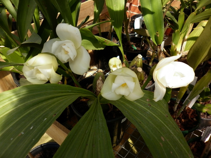  - Lycaste Macama Atlantis HCC-OSCOV