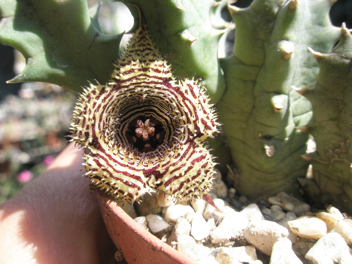  - stapelioides