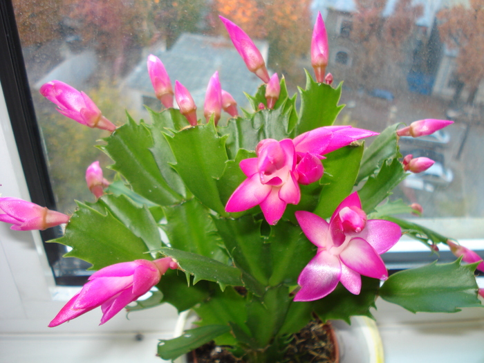 CRACIUNICA ISI DESCHIDE BOBOCII