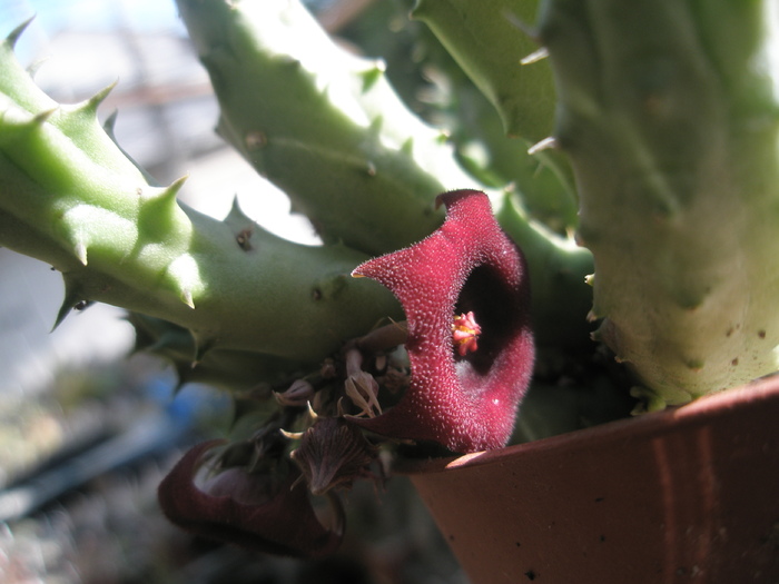 Huernia schneideriana; Colectia Andre
