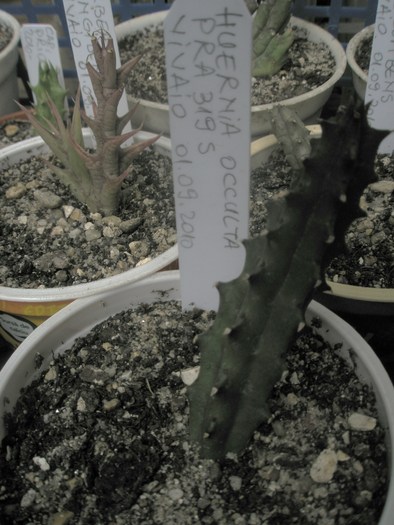 Huernia occulta PRA 3195; Colectia Andre
