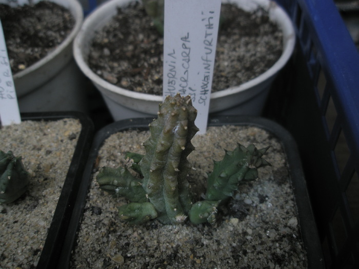 Huernia macrocarpa ssp. schweinfurthii - sole - ssp schweinfurthii