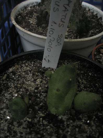 Piaranthus germinatus ssp.germinatus - 2010; Colectia Andre
