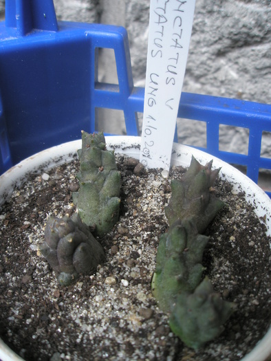 Piaranthus punctatus v. punctatus - 2010 - punctatus v punctatus
