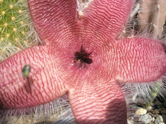 Stapelia flavirostris; Colectia Andre
