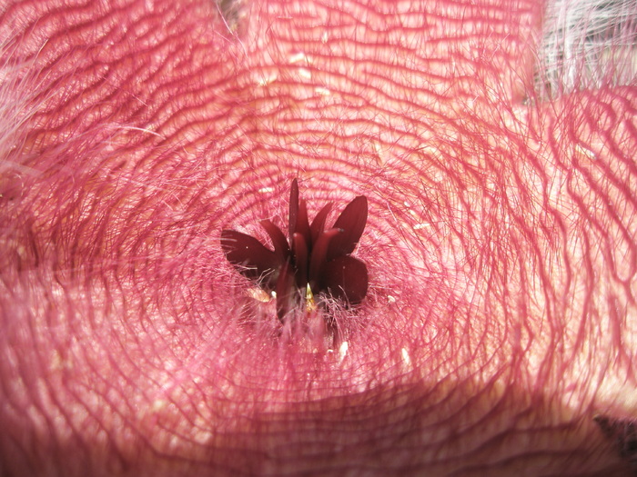 Stapelia flavirostris; Colectia Andre
