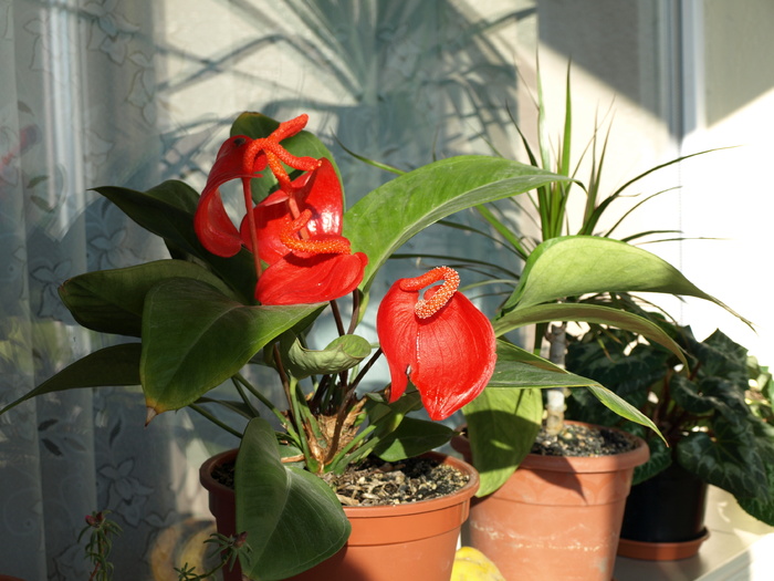 PB060084 - z Anthurium