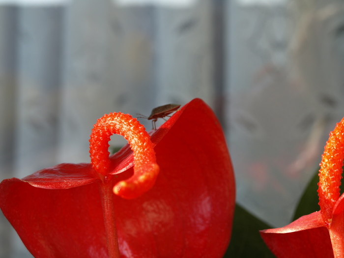 PB060085 - z Anthurium