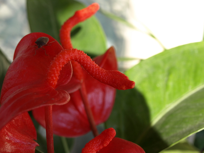 PB060086 - z Anthurium