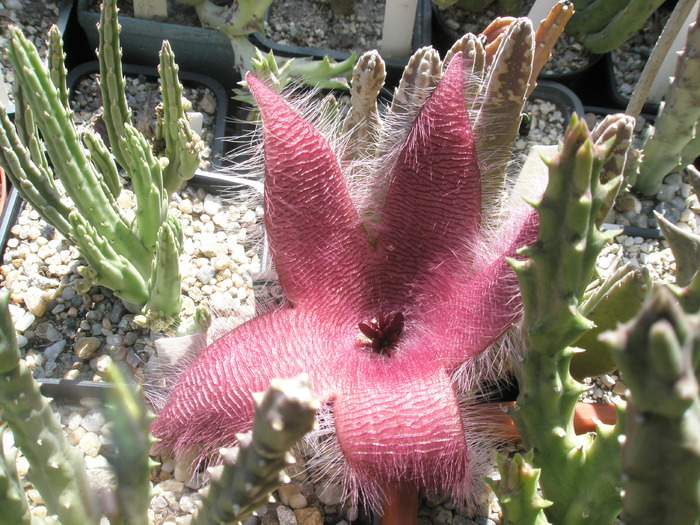 Stapelia flavirostris; Colectia Andre
