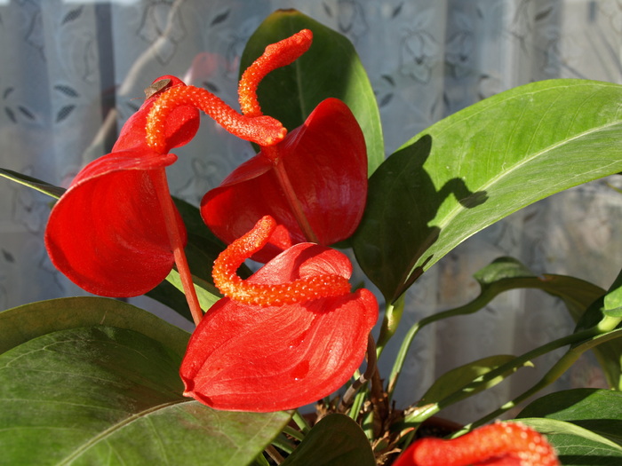 PB060088 - z Anthurium