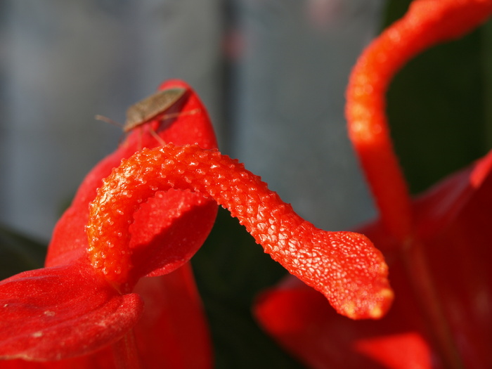 PB060090 - z Anthurium