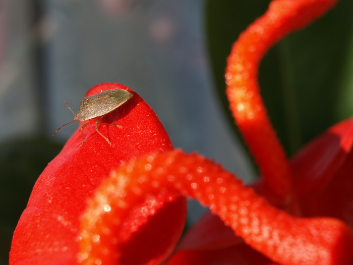 PB060091 - z Anthurium