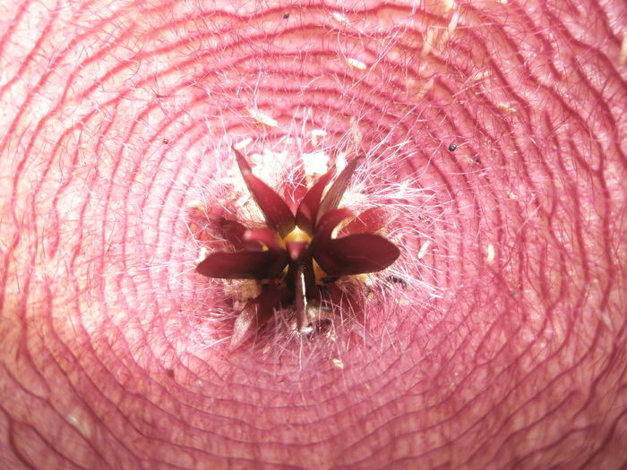 Stapelia flavirostris - centrul florii; Colectia Andre
